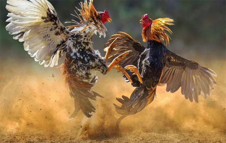 Cập Nhật Mới Nhất Về Đá Gà 79SODO Mới Nhất 1 Cập Nhật Mới Nhất Về Đá Gà 79SODO Mới Nhất
