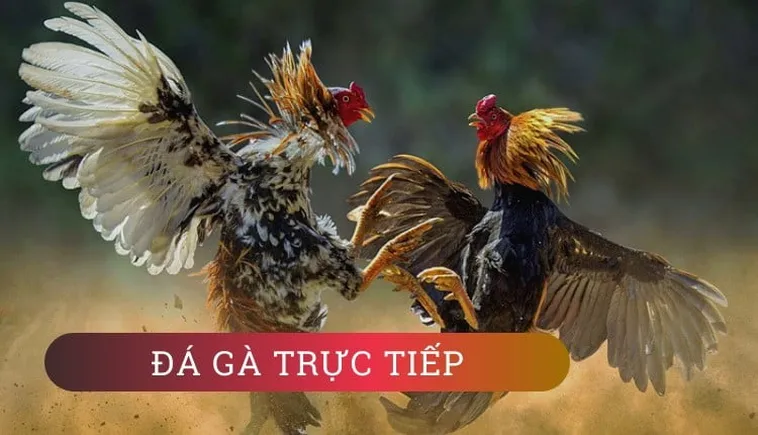 Đá Gà PG88: Bí Quyết Thắng Lớn Cho Cược Thủ Chuyên Nghiệp 1 Đá Gà PG88: Bí Quyết Thắng Lớn Cho Cược Thủ Chuyên Nghiệp